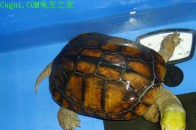 ​忍者龟是什么品种