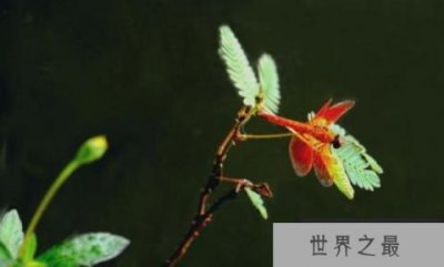 ​世界上最小的蜻蜓，侏红小蜻体长不足15毫米