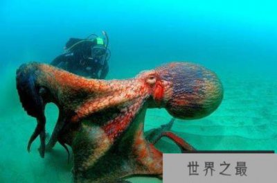 ​世界上最大的章鱼太平洋巨型章鱼，体重超成年人两倍多(周长5米)