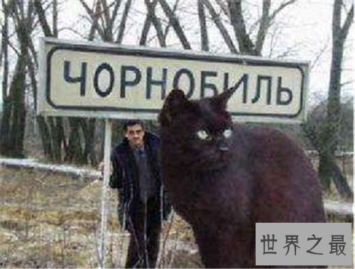 乌克兰巨猫是真的吗 网络掀起一阵巨型猫风潮