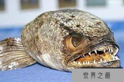 ​揭开1000万年前恐怖深海食人鱼的恐怖面纱