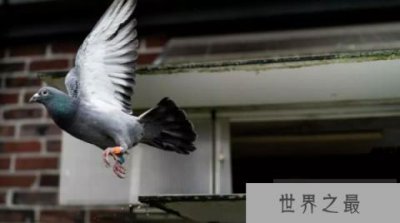 ​史上最贵鸽子，比利时赛鸽拍出160万欧元