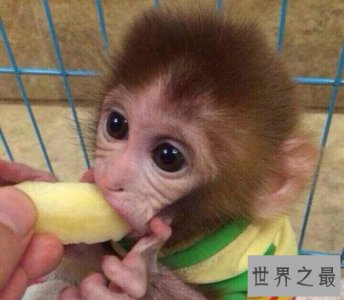 ​日本袖珍石猴脾性最猛的它，饲养须知很危险！