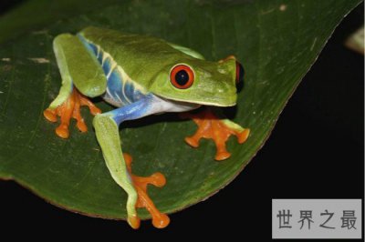 ​世界十大宠物蛙排行榜,红眼树蛙的颜值最高