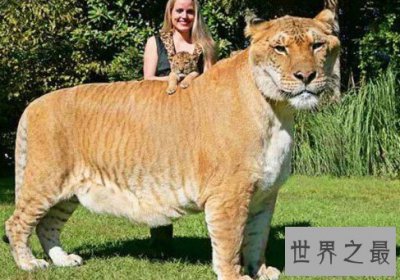 ​狮虎兽和虎狮兽的区别，为什么虎狮兽比狮虎兽更为珍贵