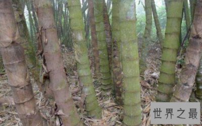 ​世界上最大的竹子品种，长45米，直径达到30厘米