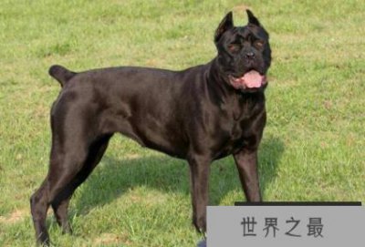 ​世界三大顶级护卫犬，卡斯罗犬与罗威纳犬哪个更知名