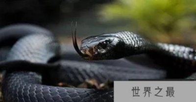 ​世界上最毒的蛇排行榜 世界五大毒蛇排行榜