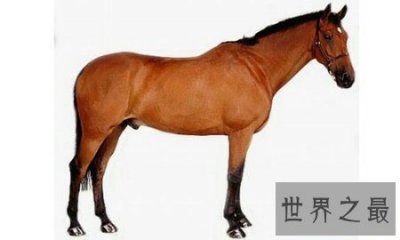​纯血马是一种比较厉害的马 通常用来比赛
