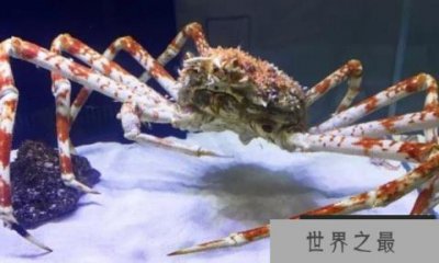 ​最大的螃蟹是什么 螃蟹最大的有几斤（巨螯蟹）