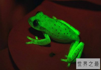 ​世界上第一种荧光蛙,南美圆点树蛙(折射短波光线发出荧光)