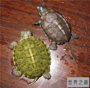 ​乌龟的寿命是有限的 各种龟类的寿命各有不同