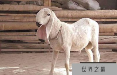 ​世界上四大最贵的羊，瓦格吉尔羊最贵一只1600万