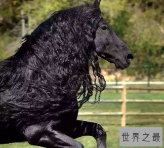 ​世界上最帅的马，腓特烈二世一头飘逸秀发