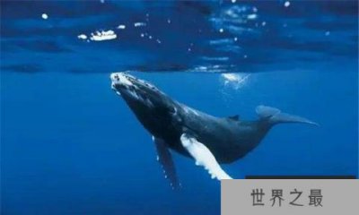 ​地球上10大最重的动物，蓝鲸荣获冠军