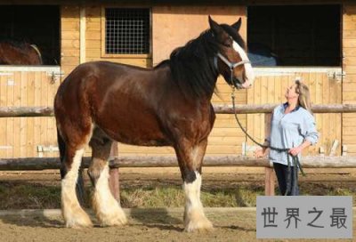 ​世界上最大的马，夏尔马(超过一吨重)