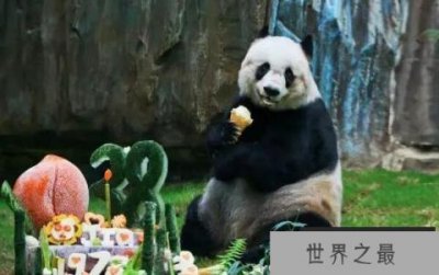 ​世界上最高寿熊猫：大熊猫佳佳活了38岁