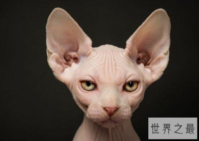 ​世界上最丑的猫，斯芬克斯猫全身无毛却极受欢迎