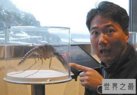 世界上最大的蚊子身长11公分！这蚊子就是华丽巨蚊