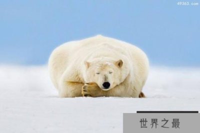​北极野性之美：北极熊真的会灭绝吗?