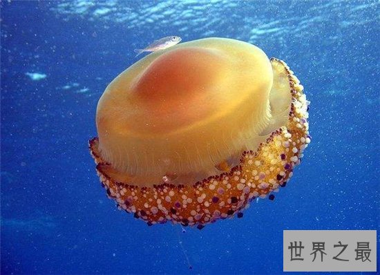 蛋黄水母像一颗水中荷包蛋 属于海洋罕见生物品种