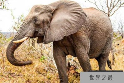​动物界中最记仇的动物 大象记忆力比较强(感性的动物)