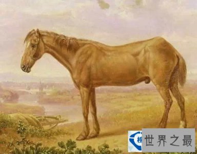 ​世界上最长寿的马竟达62岁高龄