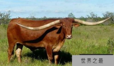​世界上角最长的牛，两角总合接近3米
