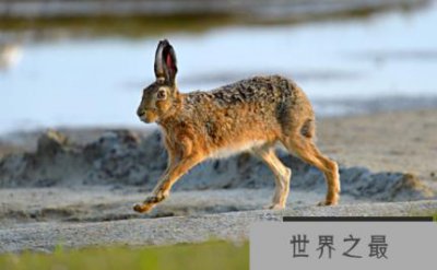 ​欧洲野兔的奔跑速度有多快，时速高达60公里的草原狠角色