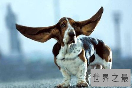 世界上耳朵最长的狗，像一只小精灵