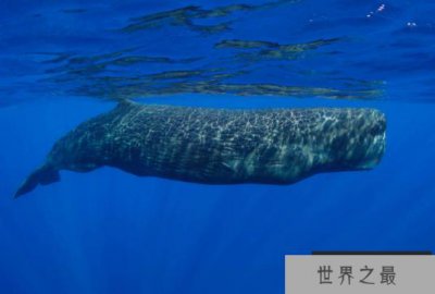 ​世界最重的十大动物 蓝鲸位列榜首，体重达180吨