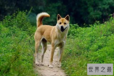 ​最护主的狗狗排行 拉布拉多犬上榜，第一是中国本土犬种