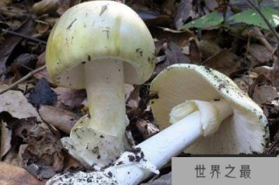 ​最致命的十种毒蘑菇，每种都含有致命毒素