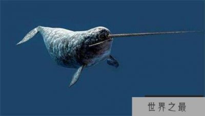 ​世界上牙齿最贵的动物：独角鲸的长角价值堪称黄金