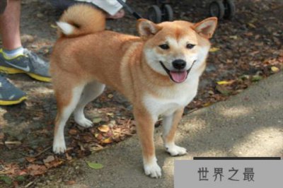 ​十大最护主的狗，中华田园犬上榜，第九一生只认一个主人