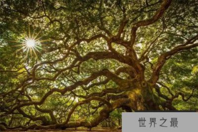 ​世界十大最美的树，西安古刹大银杏上榜