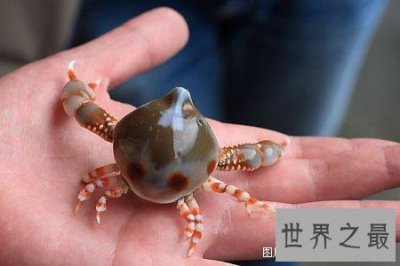 ​世界上最可爱的螃蟹