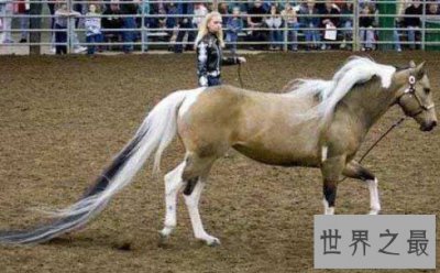 ​世界上尾巴最长的马，竟然长达3.81米