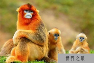 ​世界上最奇特的动物：金丝猴，吃东西的样子很斯文