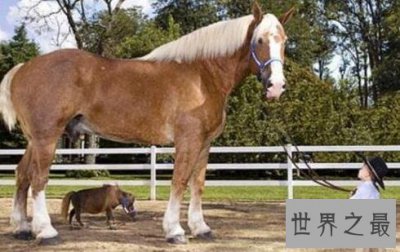 ​世界上最高的马和世界上最矮的马