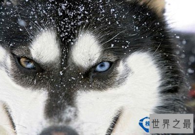 ​世界上最凶残的狼：极地狼
