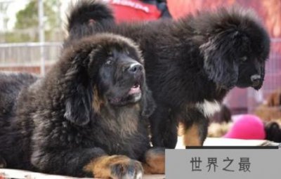 ​世界恶犬之藏獒，忠心护主的尊贵高傲之犬