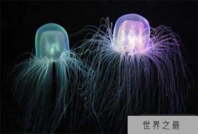 ​世界上最毒的海洋生物 澳洲方水母(携带剧毒)