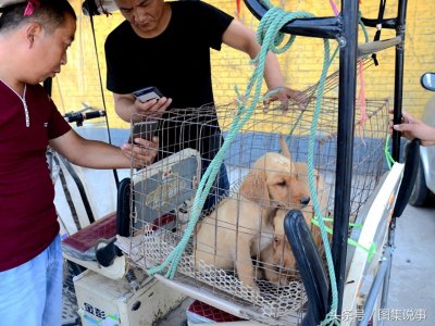 ​可爱的小奶狗 农村中华田园犬10元一只 好想拥有一只