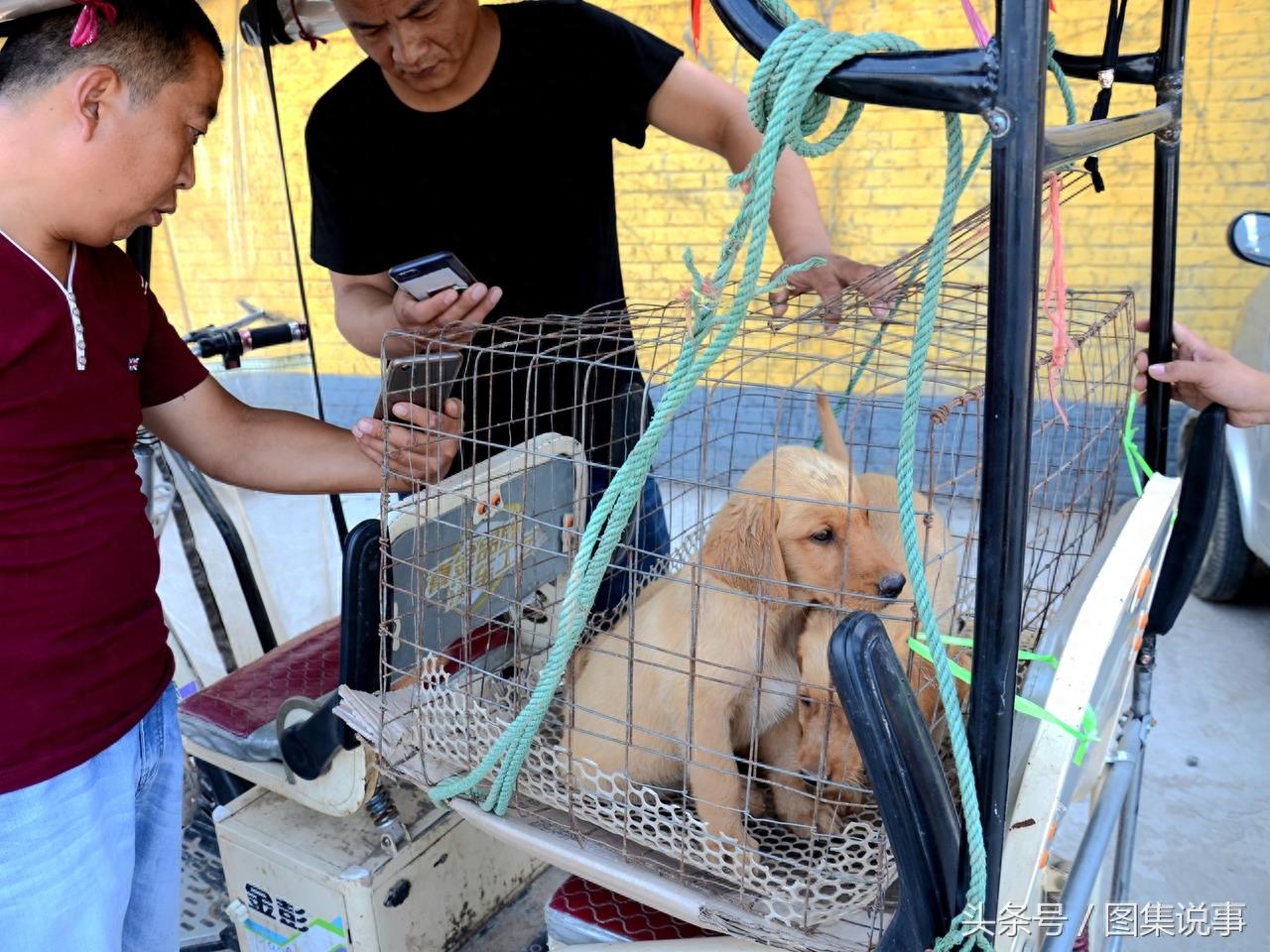 可爱的小奶狗 农村中华田园犬10元一只 好想拥有一只