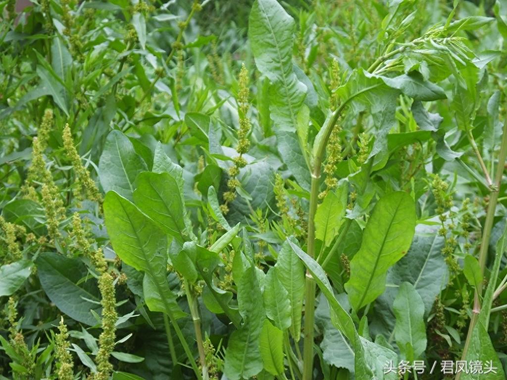 绿色野生中草药土大黄疯长 清热解毒祛瘀通便又杀虫