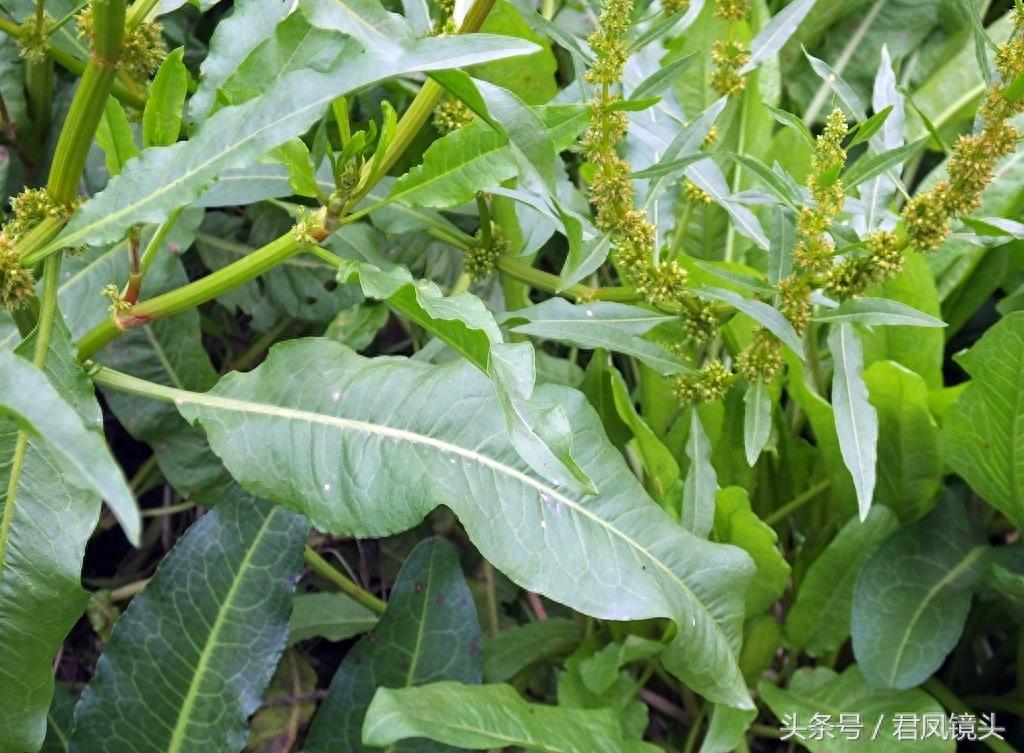 绿色野生中草药土大黄疯长 清热解毒祛瘀通便又杀虫