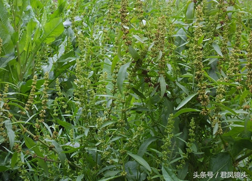 绿色野生中草药土大黄疯长 清热解毒祛瘀通便又杀虫