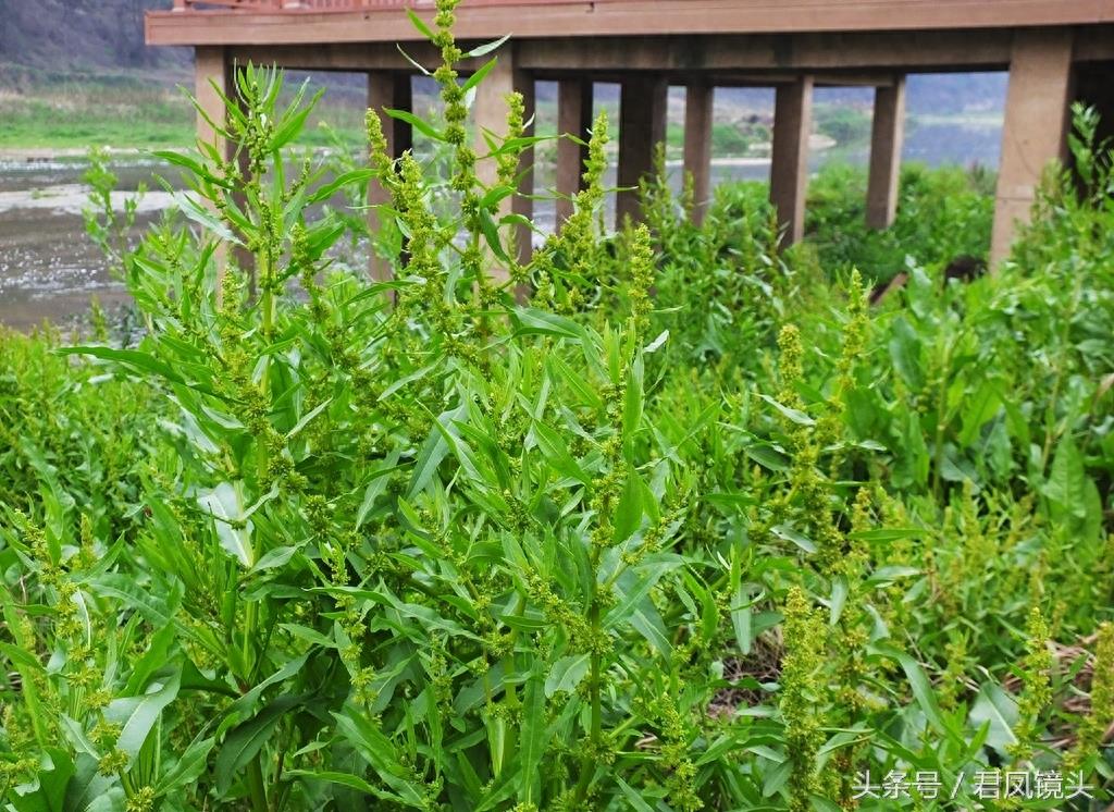 绿色野生中草药土大黄疯长 清热解毒祛瘀通便又杀虫