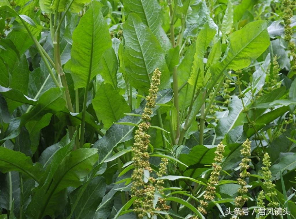 绿色野生中草药土大黄疯长 清热解毒祛瘀通便又杀虫